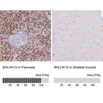 Merck Anti-BHLHA15 antibody produced in rabbit