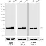 Thermo Fisher Scientific Goat anti-Mouse IgG, IgM, IgA (H+L) Secondary Antibody, HRP