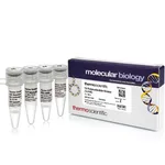Thermo Fisher Scientific T4 Polynucleotide Kinase (10 U/μL), 500 units