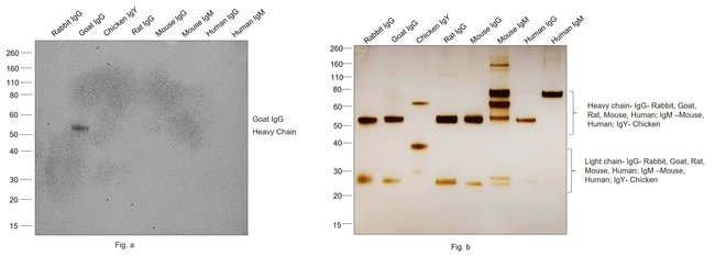 Thermo Fisher Scientific Chicken anti-Goat IgG (H+L) Secondary Antibody, Biotin