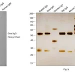 Thermo Fisher Scientific Chicken anti-Goat IgG (H+L) Secondary Antibody, Biotin