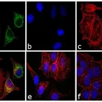 Thermo Fisher Scientific Chicken anti-Mouse IgG Fab Secondary Antibody, FITC