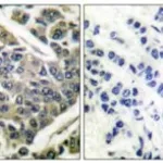 Merck ANTI-COLLAGEN IV