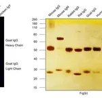 Thermo Fisher Scientific Donkey anti-Goat IgG (H+L) Highly Cross-Adsorbed Secondary Antibody, Alexa Fluor Plus 800