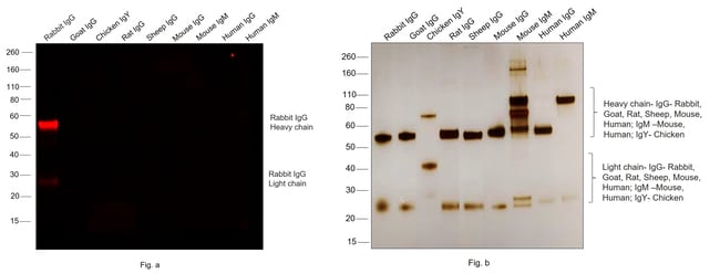 Thermo Fisher Scientific F(ab`)2-Goat anti-Rabbit IgG (H+L) Cross-Adsorbed Secondary Antibody, Alexa Fluor 647