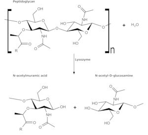 Merck MICROCOCCUS LYSODEIKTICUS ATCC 4698 &