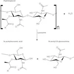 Merck MICROCOCCUS LYSODEIKTICUS ATCC 4698 &