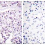 Merck Anti-p53, antibody produced in rabbit