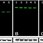 Thermo Fisher Scientific Goat anti-Rabbit IgG (Heavy chain) Superclonal Secondary Antibody, Alexa Fluor 790