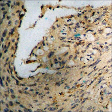 Merck Anti-phospho-Akt (pSer473) antibody produced in rabbit