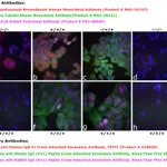 Thermo Fisher Scientific Goat anti-Human IgG Fc Cross-Adsorbed Secondary Antibody, TRITC