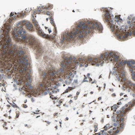 Merck Anti-GLG1 antibody produced in rabbit