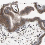 Merck Anti-GLG1 antibody produced in rabbit