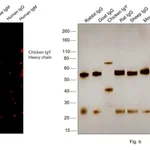 Thermo Fisher Scientific Goat anti-Chicken IgY (H+L) Cross-Adsorbed Secondary Antibody, Alexa Fluor 633