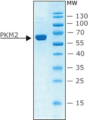 Merck PYRUVATE KINASE M2 ACTIVE HUMAN