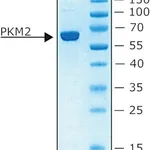 Merck PYRUVATE KINASE M2 ACTIVE HUMAN