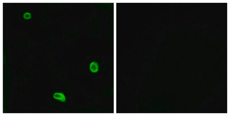 Merck Anti-PAR4 antibody produced in rabbit