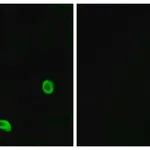 Merck Anti-PAR4 antibody produced in rabbit