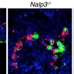Thermo Fisher Scientific Rabbit anti-Rat IgG (H+L) Cross-Adsorbed Secondary Antibody, Alexa Fluor 488
