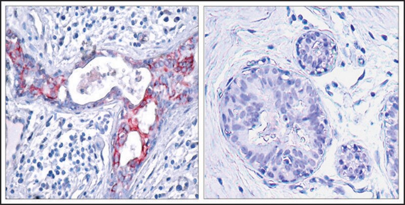 Merck Anti-phospho-GSK3B (pSer9) antibody produced in rabbit