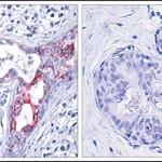 Merck Anti-phospho-GSK3B (pSer9) antibody produced in rabbit