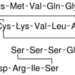 Merck BRAIN NATRIURETIC PEPTIDE-32 HUMAN