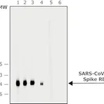 Merck Anti-SARS-COV-2-Spike-RBD region antibod