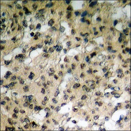 Merck Anti-phospho-Mst1/2 (pThr183) antibody produced in rabbit