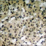 Merck Anti-phospho-Mst1/2 (pThr183) antibody produced in rabbit