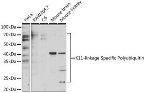 Merck Anti-K11-linkage Specific Polyubiquitin&