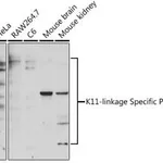 Merck Anti-K11-linkage Specific Polyubiquitin&