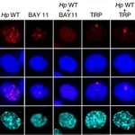 Thermo Fisher Scientific Goat anti-Rabbit IgG (H+L) Highly Cross-Adsorbed Secondary Antibody, Alexa Fluor 488