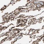 Merck Anti-CALCRL antibody produced in rabbit