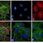Thermo Fisher Scientific Rabbit anti-Rat IgG (H+L) Secondary Antibody, TRITC