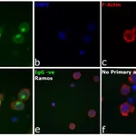 Thermo Fisher Scientific Goat anti-Human IgG Fc Cross-Adsorbed Secondary Antibody