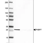Merck Anti-FKBP7 antibody produced in rabbit