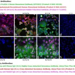 Thermo Fisher Scientific Goat anti-Human IgG (H+L) Cross-Adsorbed Secondary Antibody, Alexa Fluor 633