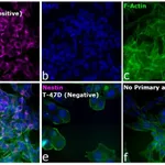 Thermo Fisher Scientific Chicken anti-Mouse IgG (H+L) Cross-Adsorbed Secondary Antibody, Alexa Fluor 594