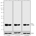 Thermo Fisher Scientific F(ab`)2-Goat anti-Mouse IgG (H+L) Cross-Adsorbed Secondary Antibody, Biotin