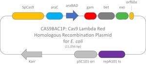 Merck CAS9 LAMBDA RED HR PLASMID ECOLI