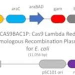Merck CAS9 LAMBDA RED HR PLASMID ECOLI