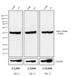 Thermo Fisher Scientific Sheep anti-Rat IgG (H+L) Secondary Antibody, HRP