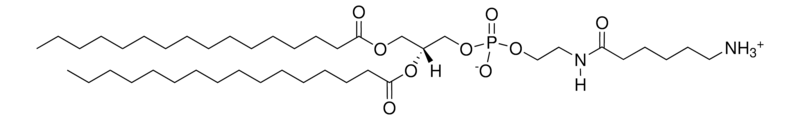 Merck 16:0 Caproylamine PE