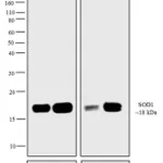 Thermo Fisher Scientific Rabbit anti-Mouse IgG F(ab`)2 Secondary Antibody, HRP