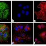 Thermo Fisher Scientific F(ab`)2-Donkey anti-Mouse IgG (H+L) Highly Cross-Adsorbed Secondary Antibody, FITC