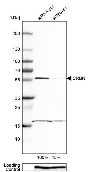 Merck ANTI-CRBN