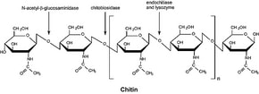 Merck CHITINASE FROM TRICHODERMA VIRIDE