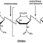 Merck CHITINASE FROM TRICHODERMA VIRIDE