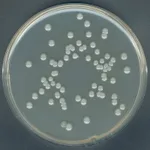 Merck Plate Count AgarNutriSelect Plus