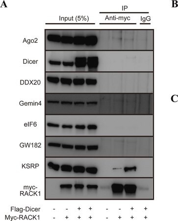 Merck Anti-Dicer antibody produced in rabbit